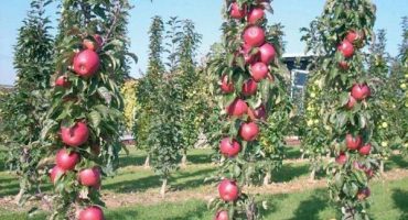 Popis a charakteristika jabloní odrůdy triumph, oblasti rozšíření a recenze